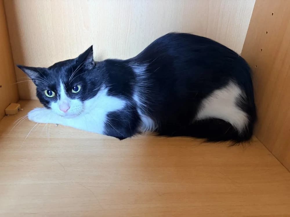 KASHU, male Mixed Breed for adoption at SPA Aix-en-Provence, Aix