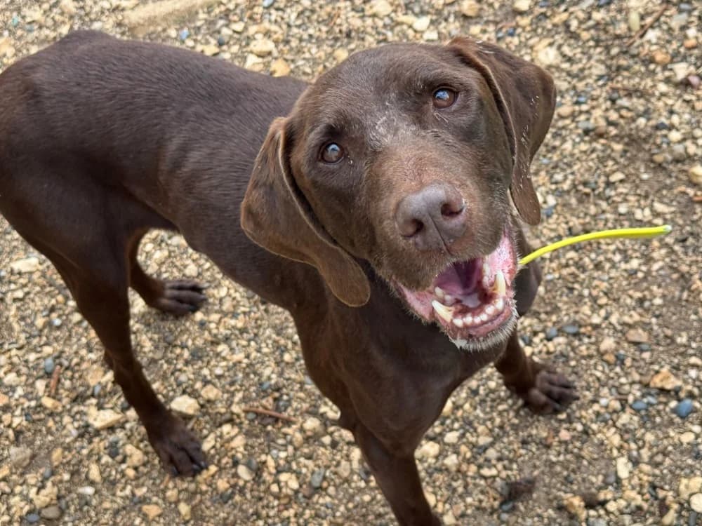 CIGARILLOS, male young Pointer for adoption at SPA Aix-en-Provence, Aix