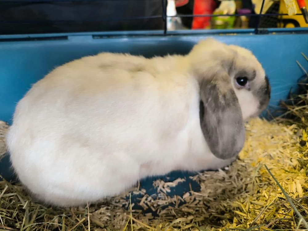 Smoupette, female young Mixed Breed for adoption at SPA Aix-en-Provence, Aix