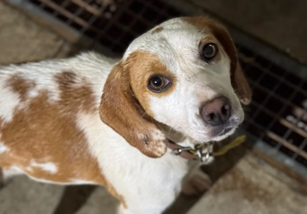 LIZZIE BEE, female young Beagle for adoption at SPA Aix-en-Provence, Aix