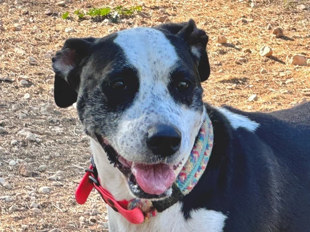 TARTINE, female 5yo Mixed Breed for adoption at SPA Aix-en-Provence, Aix