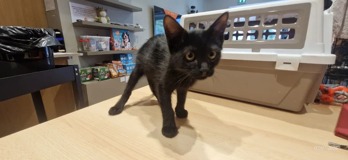 ISIS, female mixed breed for adoption at Maison SPA), Ajaccio