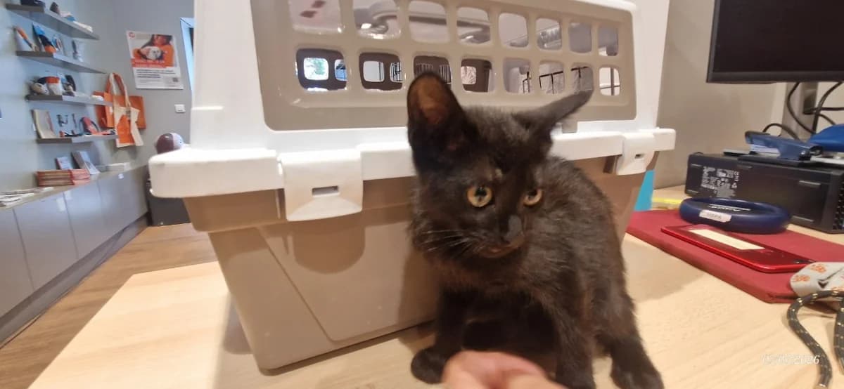 CLEO, female mixed breed for adoption at Maison SPA), Ajaccio
