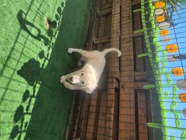 BRONX, male mixed breed for adoption at Maison SPA), Ajaccio