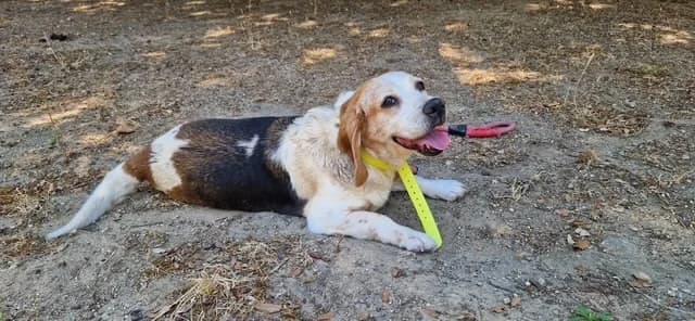 CHOUQUETTE, female 7yo Beagle for adoption at Maison SPA), Ajaccio