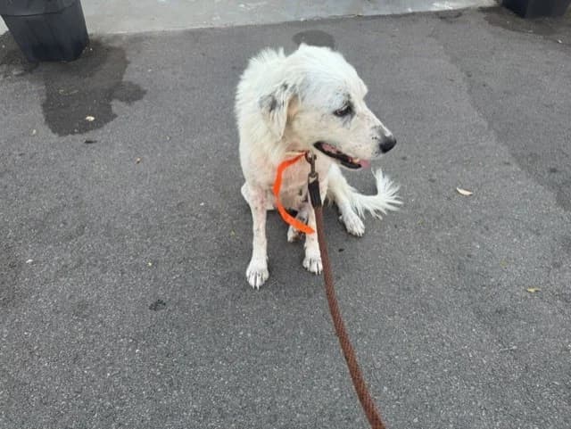 BIANCA, female young mixed breed for adoption at Maison SPA), Ajaccio