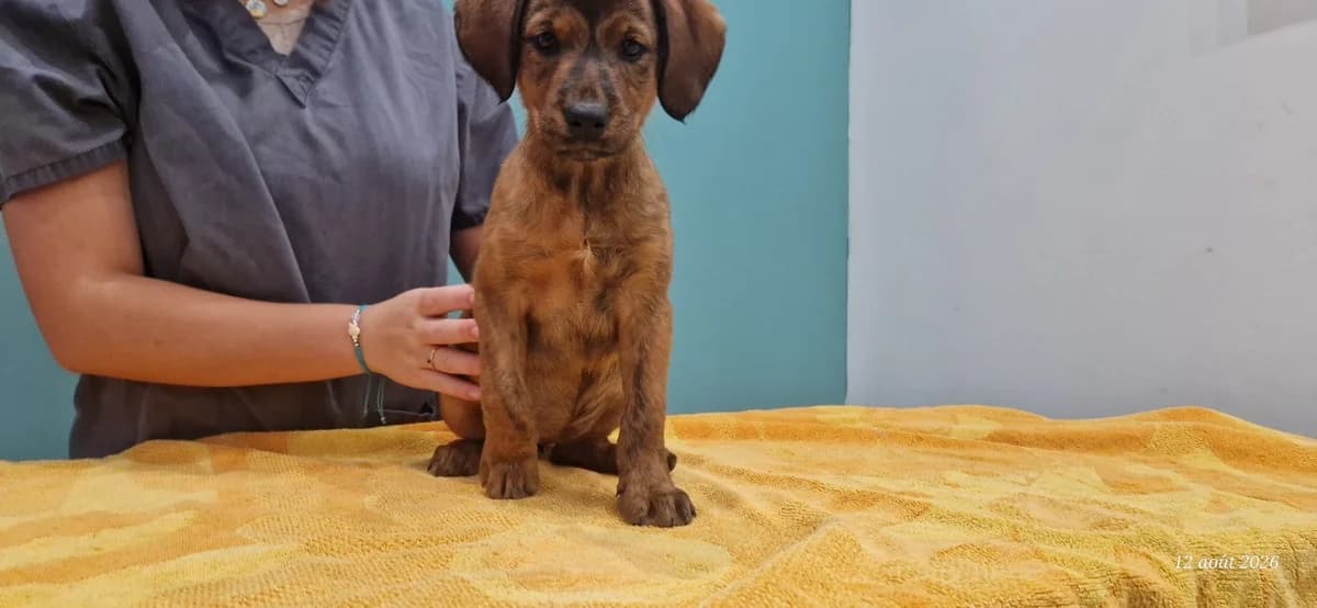 LEA, female Mixed Breed for adoption at Maison SPA), Ajaccio