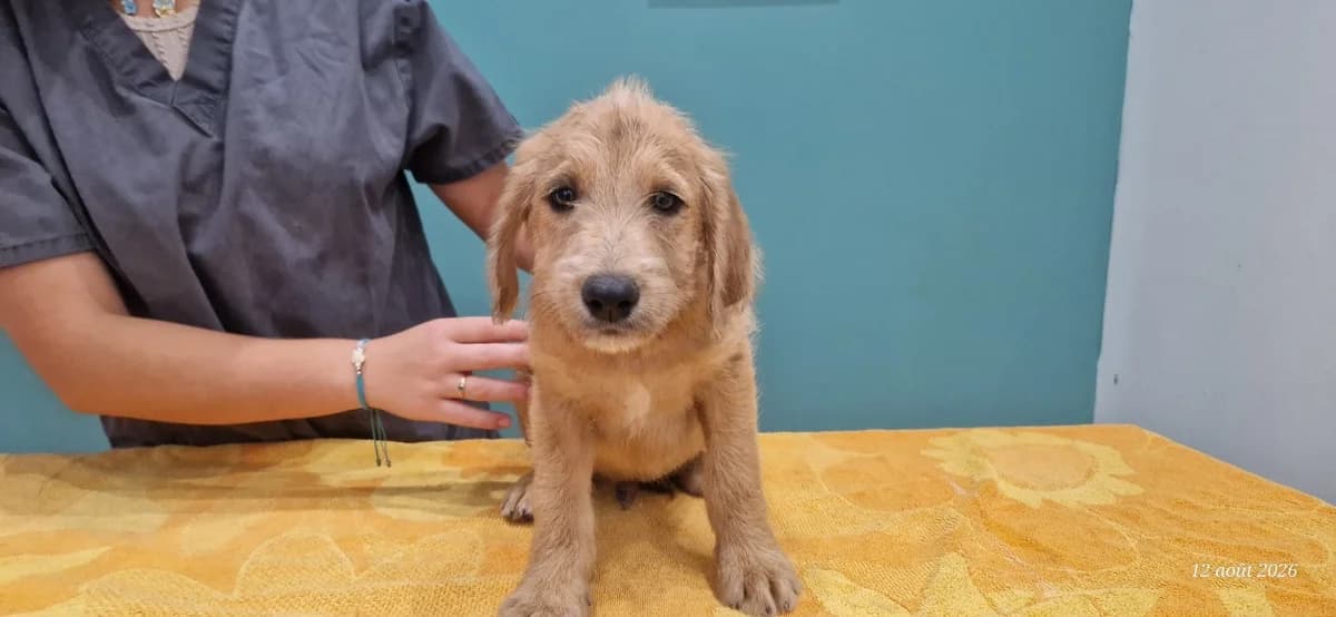 GIANNY, male Mixed Breed for adoption at Maison SPA), Ajaccio