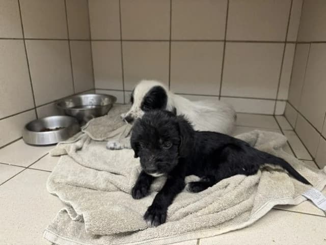 BERLIOZ, male Mixed Breed for adoption at Maison SPA), Ajaccio