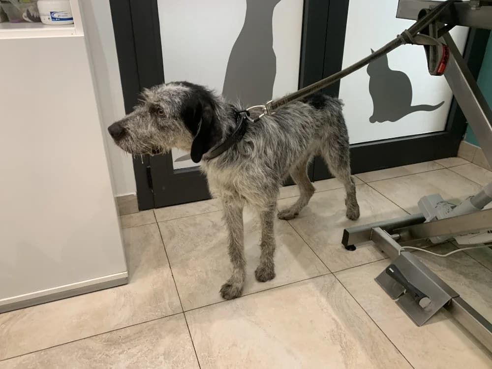 OREO, male young mixed breed for adoption at Maison SPA), Ajaccio