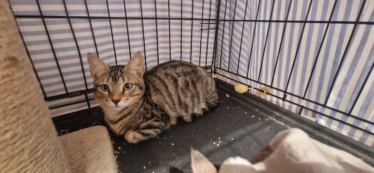 JAZZ, male Mixed Breed for adoption at Maison SPA), Ajaccio