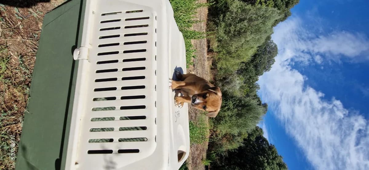 KEN, male Mixed Breed for adoption at Maison SPA), Ajaccio