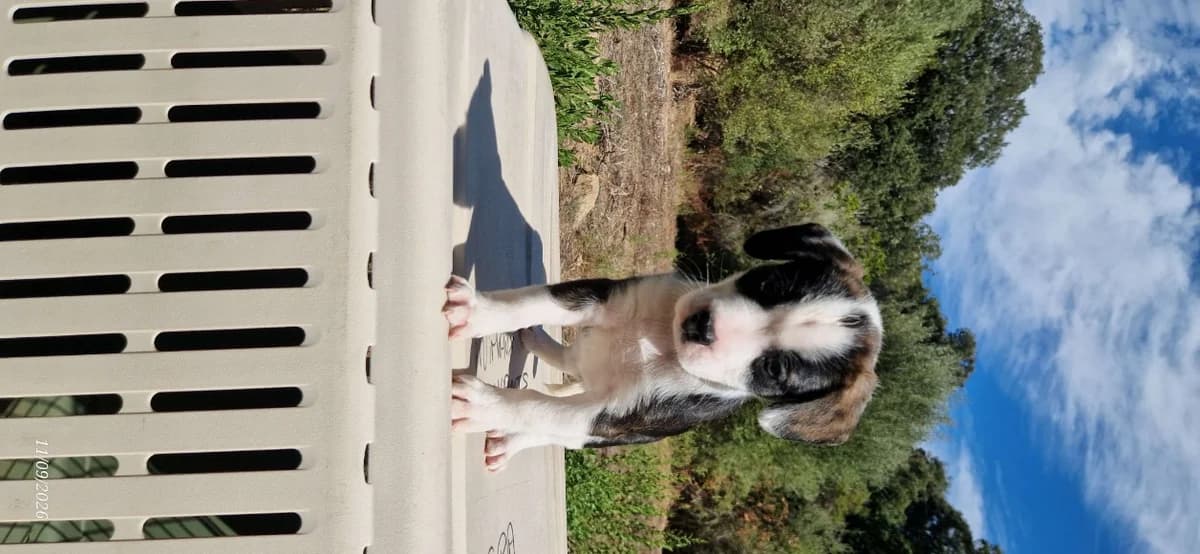 RYU, male Mixed Breed for adoption at Maison SPA), Ajaccio