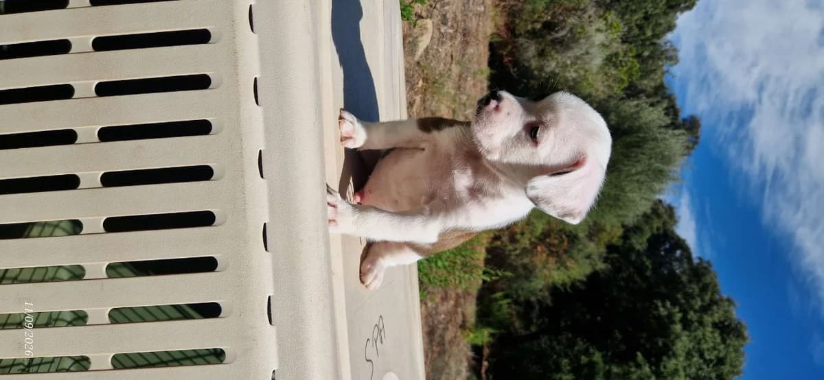 CHUN LI, female Mixed Breed for adoption at Maison SPA), Ajaccio