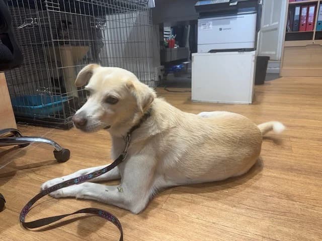 PEPITO, male senior mixed breed for adoption at Maison SPA), Ajaccio