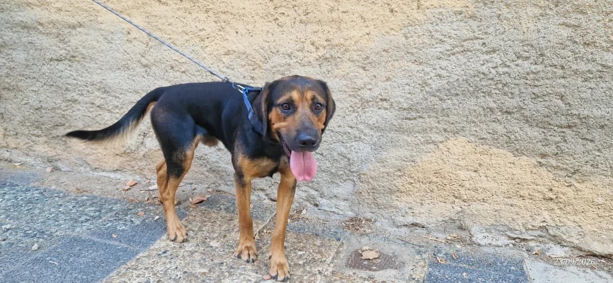 PANGO, male young Dalmatian for adoption at Maison SPA), Ajaccio