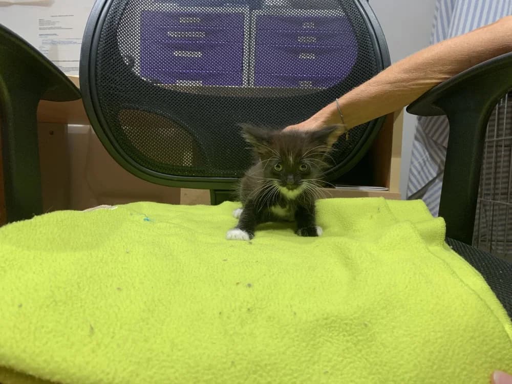 EROS, male puppy Mixed Breed for adoption at Maison SPA), Ajaccio