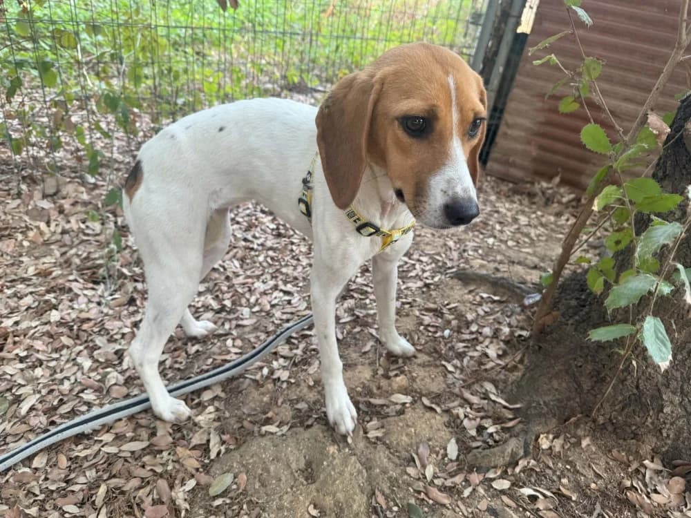TANIA, female young Jack Russell Terrier for adoption at Maison SPA), Ajaccio