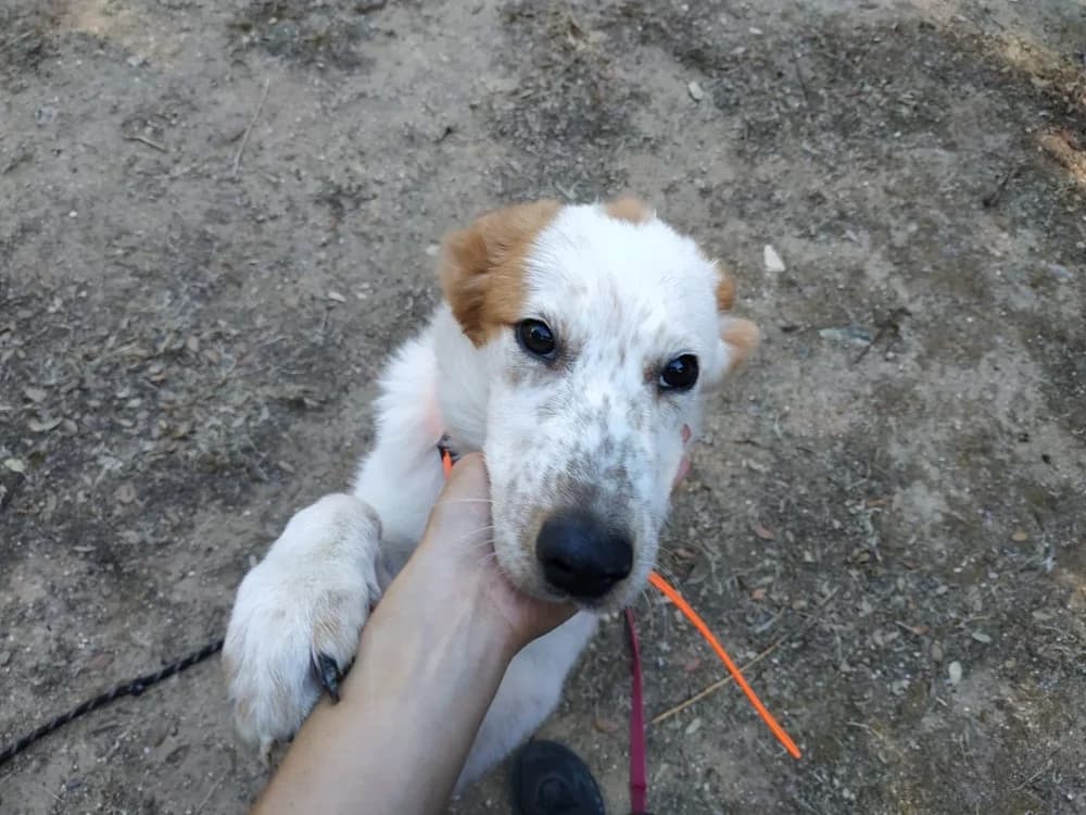 BRIOCHE, male Border Collie for adoption at Maison SPA), Ajaccio
