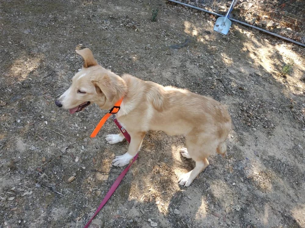 BISCOFF, female Border Collie for adoption at Maison SPA), Ajaccio