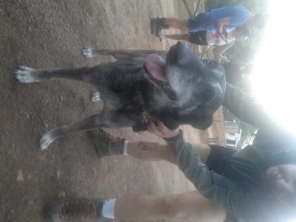 JAYA, female senior Belgian Malinois for adoption at Maison SPA), Ajaccio