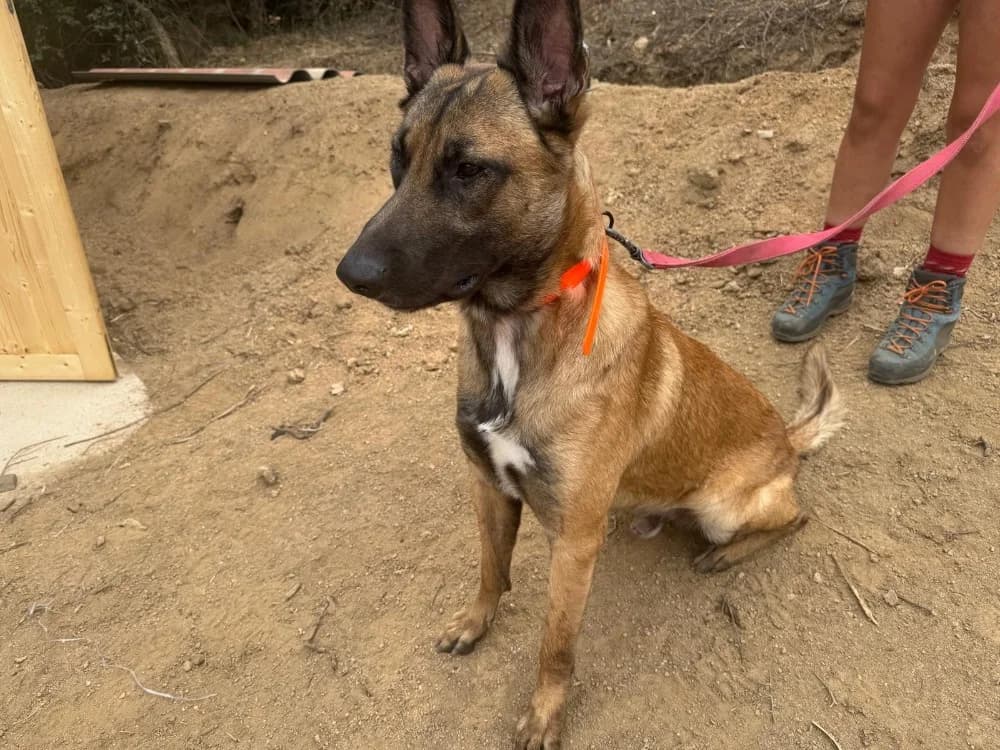 SAIKO, male young Belgian Malinois for adoption at Maison SPA), Ajaccio