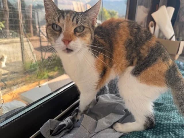 POUSSINETTE, female senior Mixed Breed for adoption at Maison SPA), Ajaccio