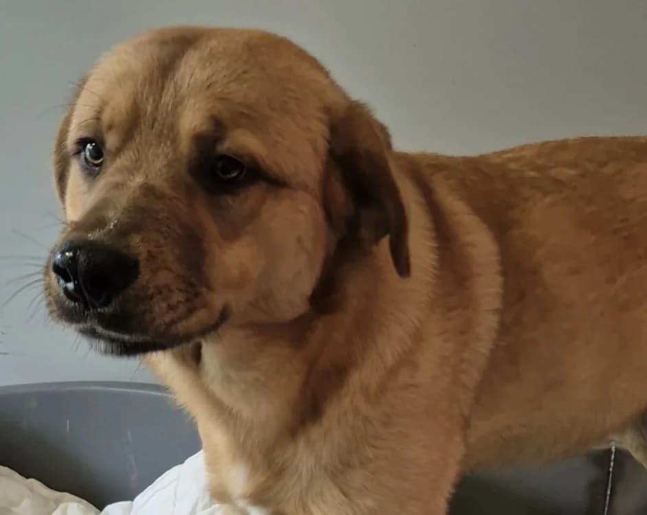 Aligot (réservé), male young Mixed Breed for adoption at SPA Albi (Le Garric), Albi