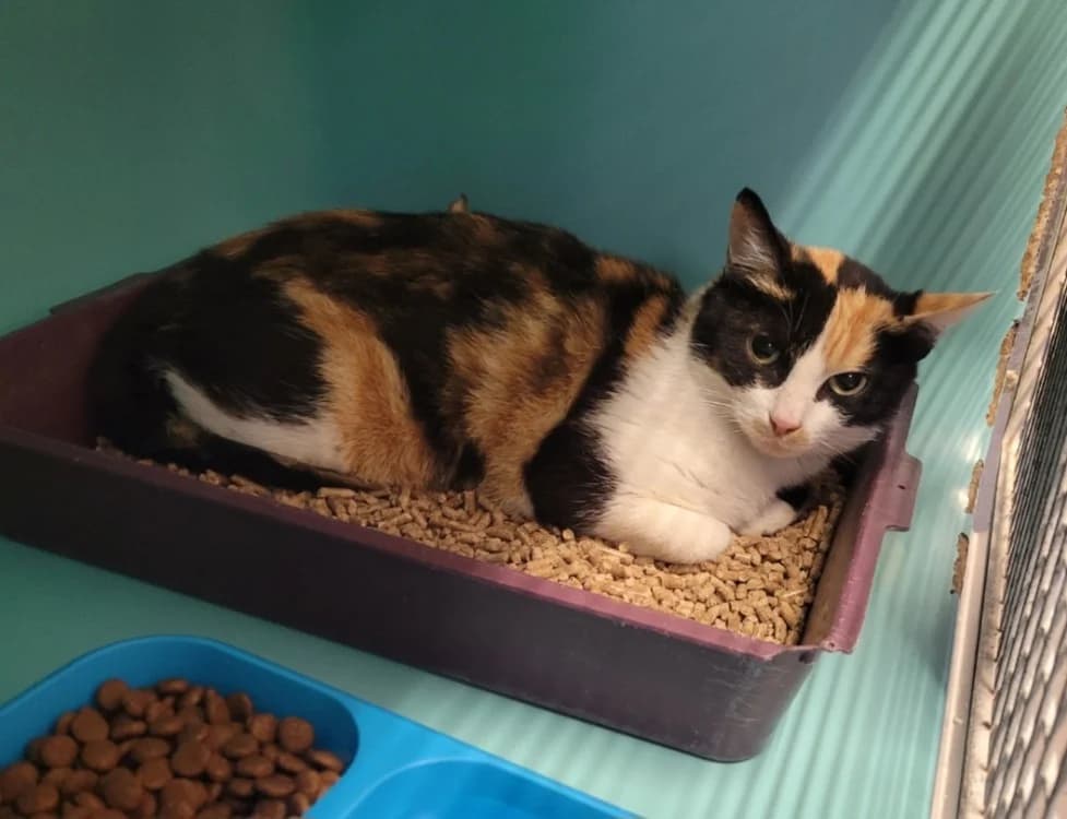 LUNETTE, female 3yo Mixed Breed for adoption at SPA Albi (Le Garric), Albi