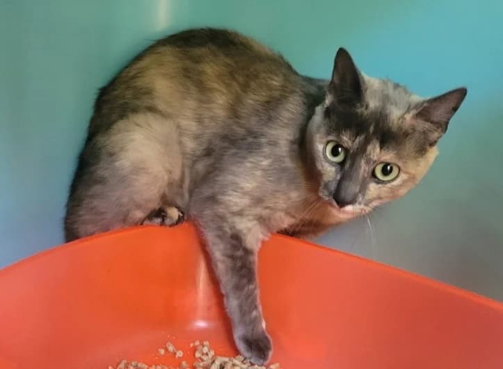 QUEENIE, female young Mixed Breed for adoption at SPA Albi (Le Garric), Albi