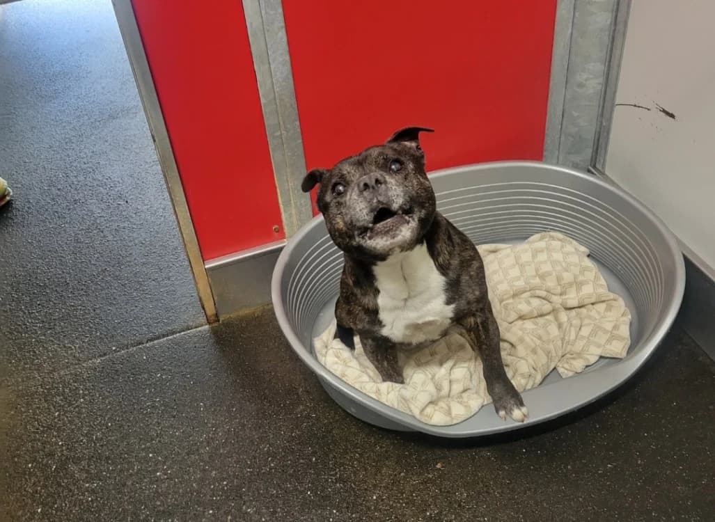 Jeyger, male senior Staffordshire Bull Terrier for adoption at SPA Albi (Le Garric), Albi
