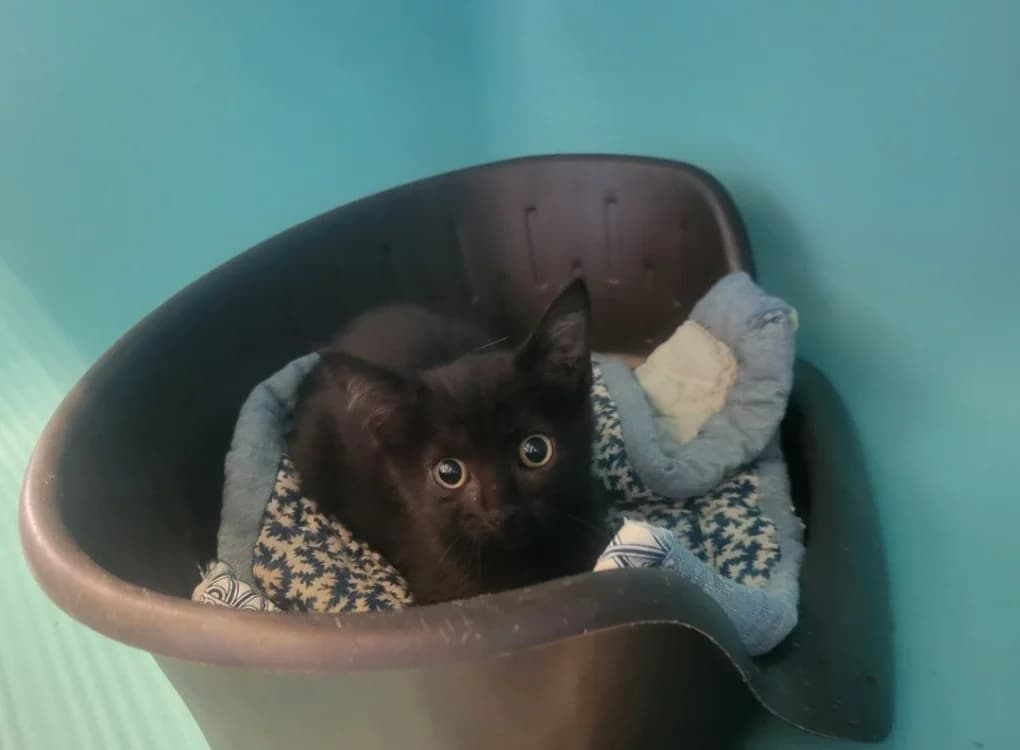 VENOM, male mixed breed for adoption at SPA Albi (Le Garric), Albi