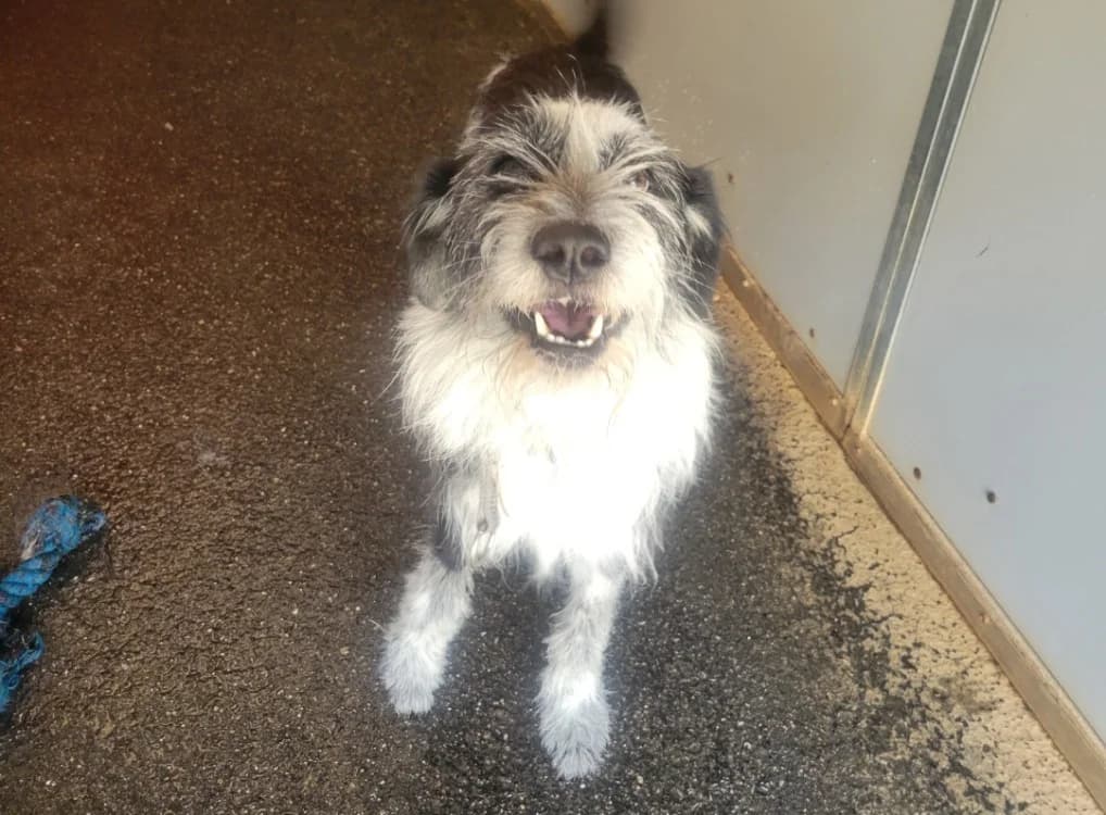 Reglisse, male 3yo mixed breed for adoption at SPA Albi (Le Garric), Albi