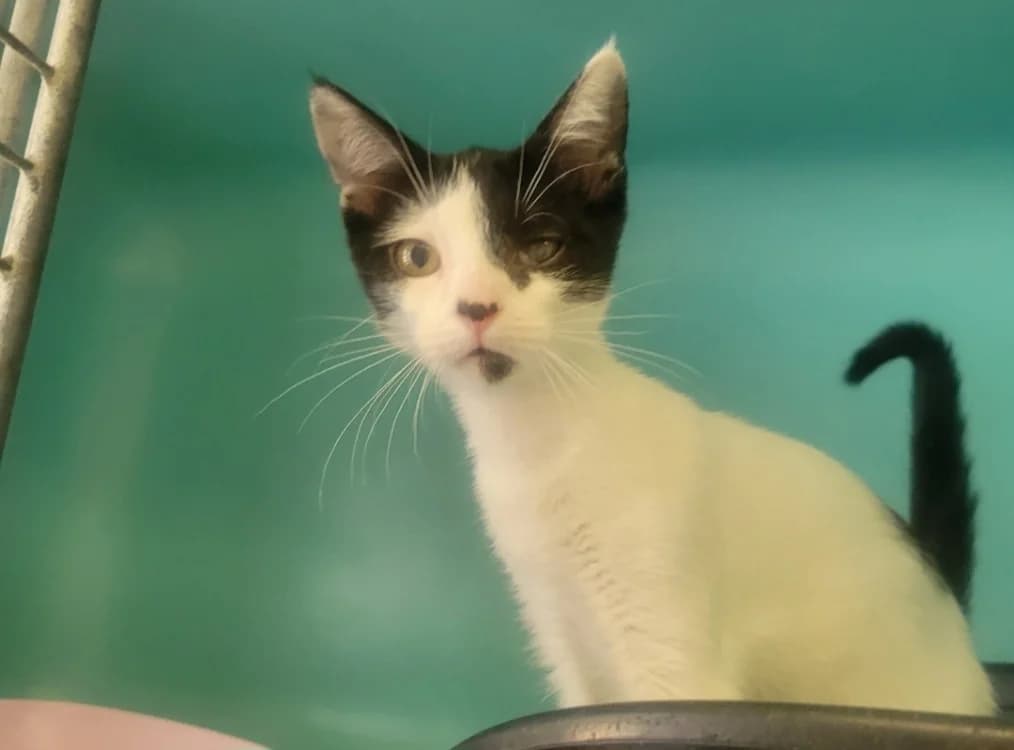 BELLADONE, female Mixed Breed for adoption at SPA Albi (Le Garric), Albi