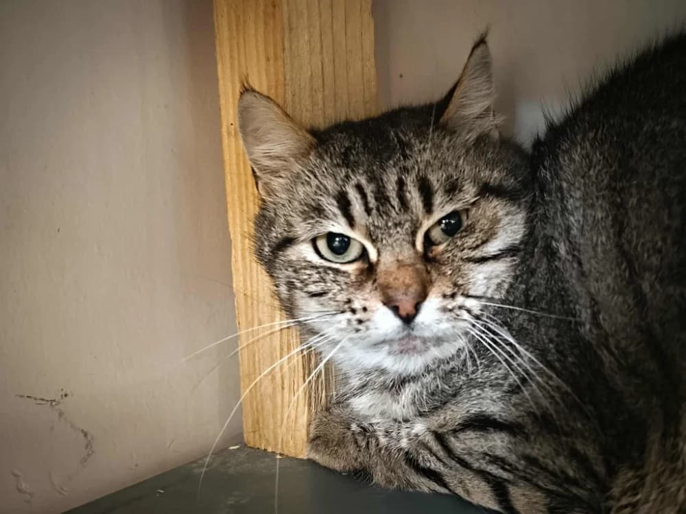 Minette, female 4yo Mixed Breed for adoption at SPA Albi (Le Garric), Albi