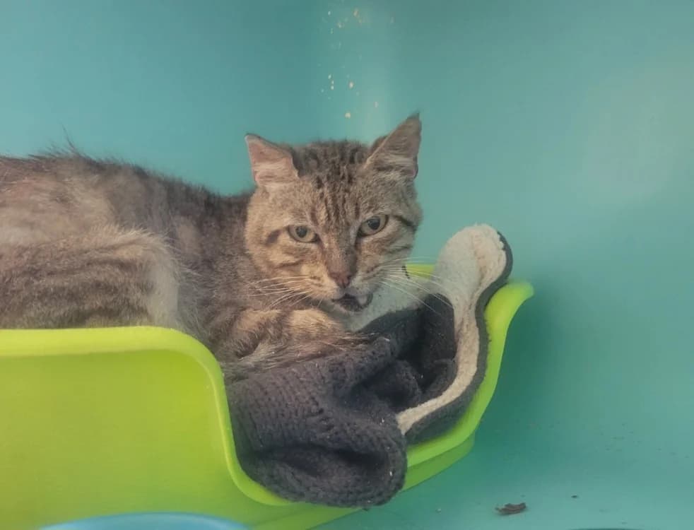 sylvanas, male senior Mixed Breed for adoption at SPA Albi (Le Garric), Albi