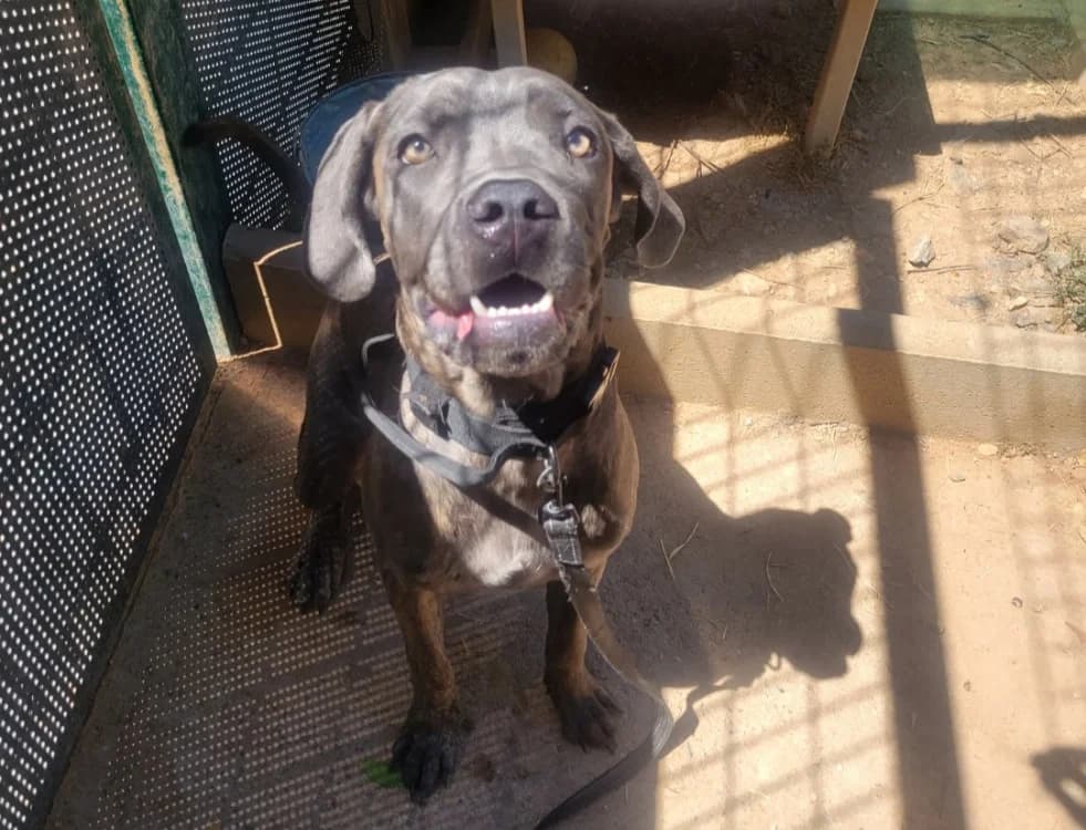 ANGEL, female mixed breed for adoption at SPA Albi (Le Garric), Albi