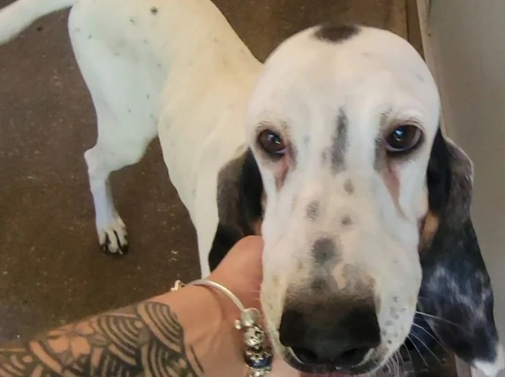 Saphir, female 3yo Mixed Breed for adoption at SPA Albi (Le Garric), Albi