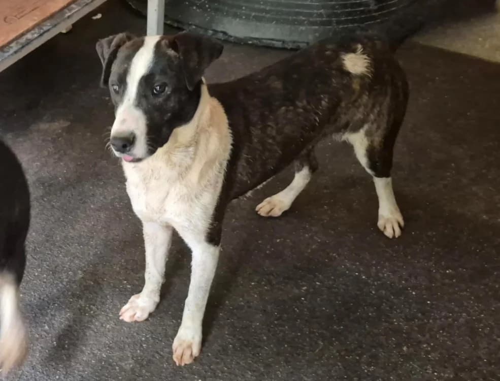 CELESTE, female young Mixed Breed for adoption at SPA Albi (Le Garric), Albi