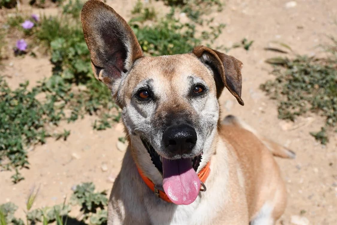 OSIS, female 7yo Mixed Breed for adoption at SPA Albi (Le Garric), Albi