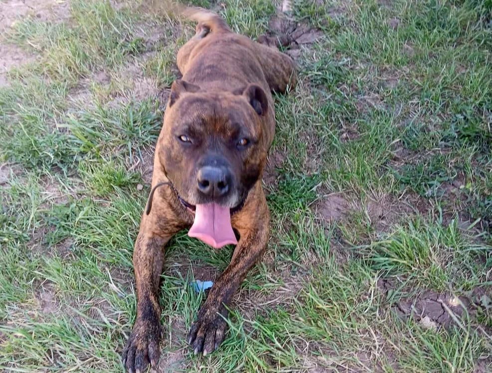 TAYSON, male 4yo Staffordshire Bull Terrier for adoption at SPA Albi (Le Garric), Albi
