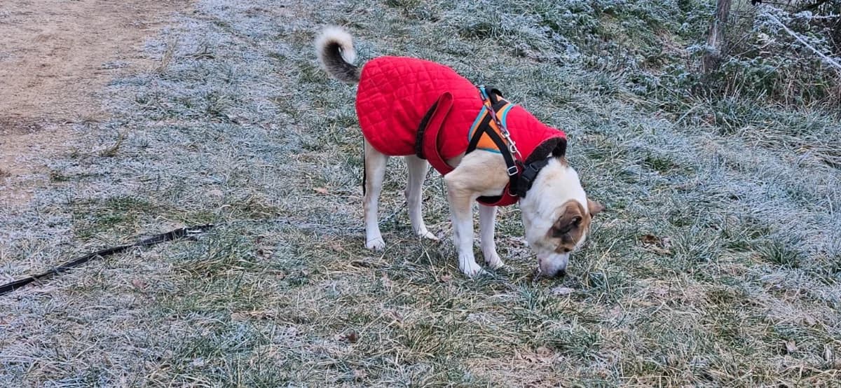 Fanfan dit NEO, male young mixed breed for adoption at SPA Albi (Le Garric), Albi