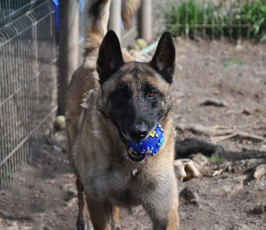 Lucky, male senior mixed breed for adoption at SPA Albi (Le Garric), Albi