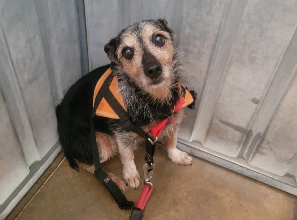 Michel, male Mixed Breed for adoption at SPA Albi (Le Garric), Albi
