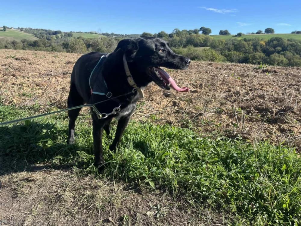 Beto, male 6yo Labrador Retriever for adoption at SPA Albi (Le Garric), Albi