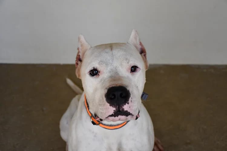 Dogo, male young mixed breed for adoption at SPA Albi (Le Garric), Albi