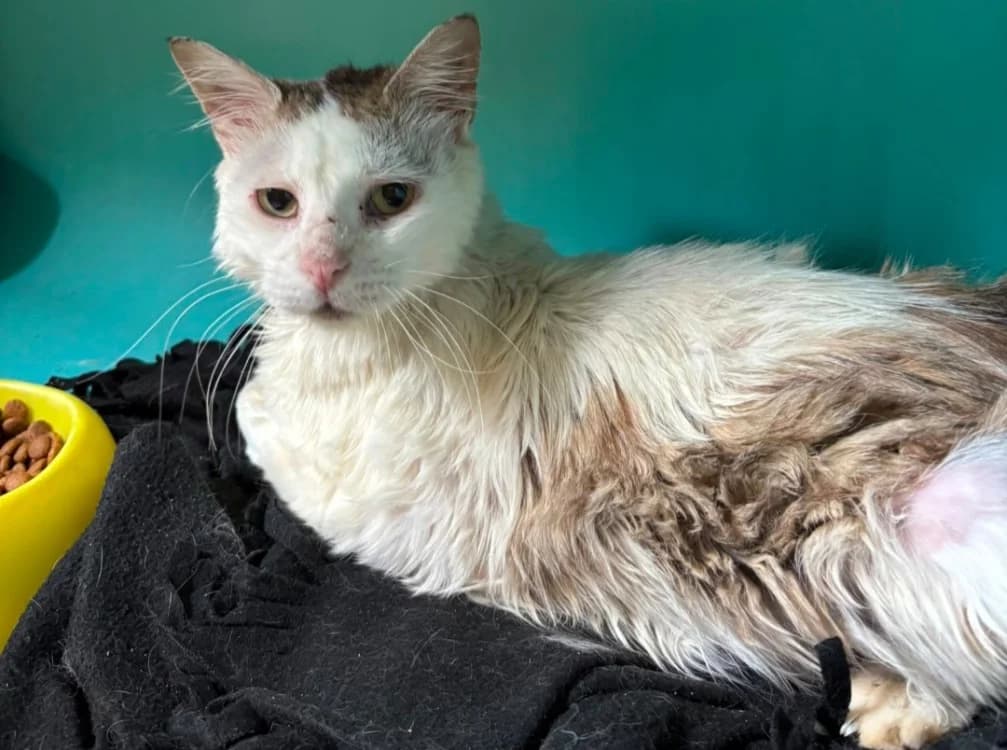 Grumpy, male senior Mixed Breed for adoption at SPA Albi (Le Garric), Albi