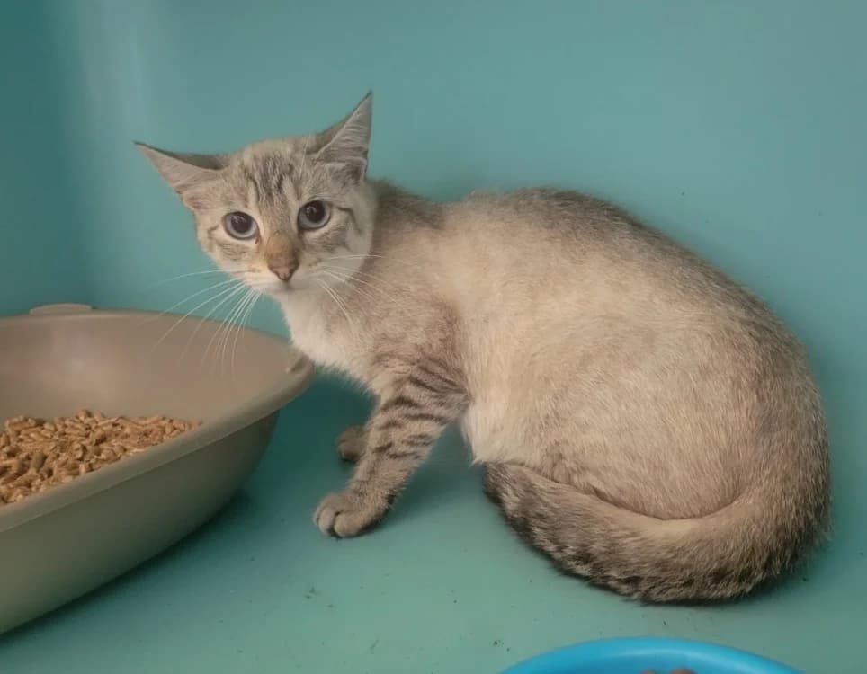 GYOZA, female 4yo Mixed Breed for adoption at SPA Albi (Le Garric), Albi