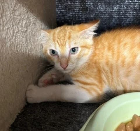 REQUIN, male Mixed Breed for adoption at SPA Albi (Le Garric), Albi