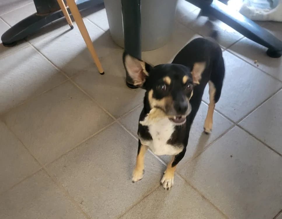 Atchoum, male 4yo mixed breed for adoption at SPA Albi (Le Garric), Albi